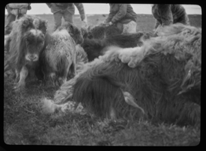 Image: Four men with several down musk-ox, close-up